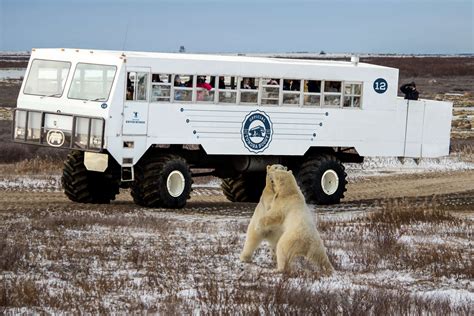 Introducing Our 2021 Polar Bear Tour Lineup Frontiers North Adventures