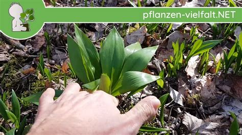 Die herbstzeitlose blüht im spätsommer bis herbst und ist in europa weit verbreitet und auch als zierpflanze bekannt. Bärlauch vs. Herbstzeitlose (2/3) - Unterscheidung ...