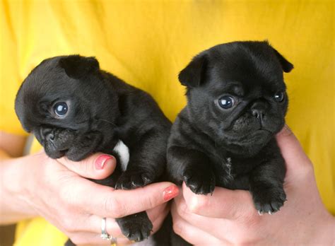 The adults cost more but this is. The Real Information About Teacup Pugs You Can't Afford to ...
