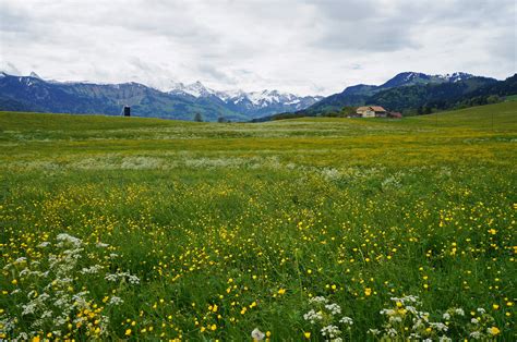 Fonds Decran Suisse Prairies Photographie De Paysage Gruyere Herbe