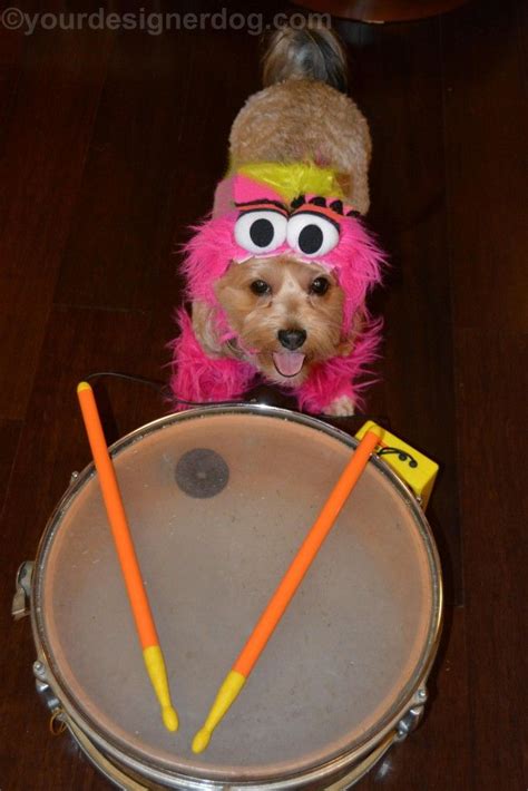 Animal From The Muppets Halloween Costumes For Dogs Yourdesignerdog