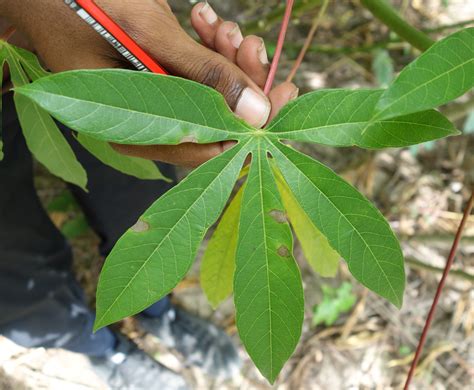 Cassava Manioc Diseases And Pests Description Uses Propagation
