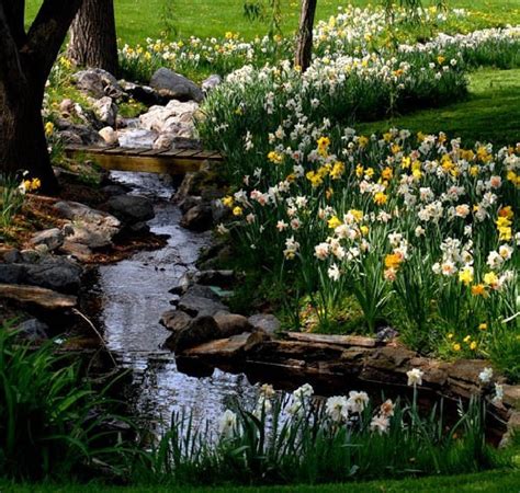 Spring Garden Flowers Daffodils Water Nature Flower Images