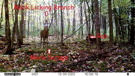 Whitetail Deer Buck Works New Mock Scrape Trail Cam Capture Youtube