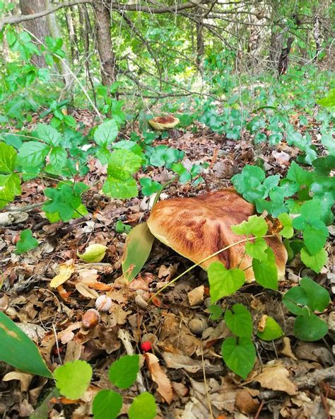 Jesień 🍁 Podlasie Polska Podróże Podlasietakiepiękne Lato Bialystok Białystok