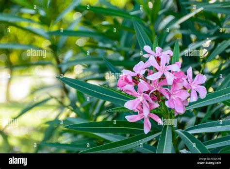 Oleander Nerium Oleander Nerium Indicum Hi Res Stock Photography And