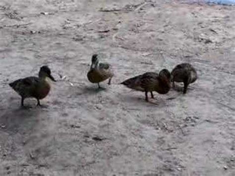 50 6 canard poulet famille. Somes wild duck - videos de canards sauvages nature - YouTube