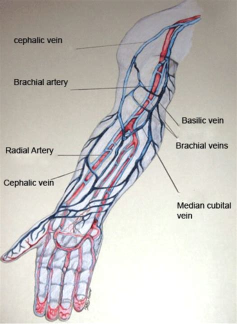 Throughout the body, the arteries (in red) deliver oxygenated blood and nutrients to all of the body's tissues, and the veins (in blue) . Vein Mapping. | Hellllllo Nurse | Pinterest