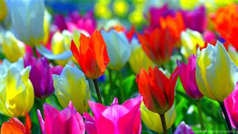 Colorful Spring Flowers Colors Tulips Nature Desktop Backgrounds Desktop Background