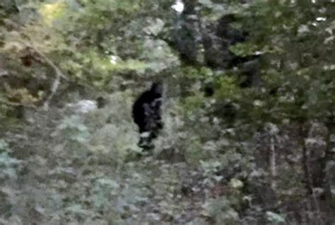 Dog Walker Spots Bigfoot In Arundel West Sussex Daily Star