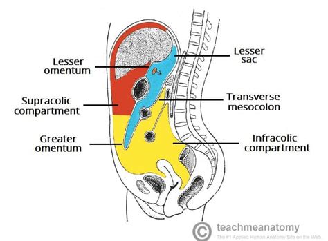 The Peritoneal Cavity Greater Sac Lesser Sac TeachMeAnatomy
