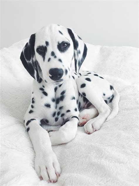 Dalmatianpuppy Viljodalmatian Cute Animals Cute Dogs And Puppies