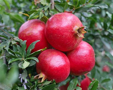 Our Permaculture Life 5 Ways To Use Pomegranate Leaves For Food Tea