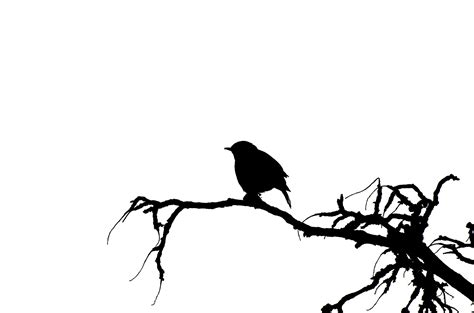 Vektor Silhouette Des Vogels Kostenloses Stock Bild Public Domain