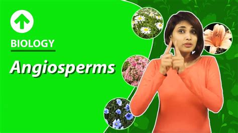 Angiosperms Diversity In Living Organisms Biology Class 9 Youtube