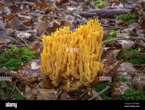 The Golden Mushroom Hi Res Stock Photography And Images Alamy