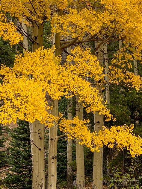 Photos Of Rocky Mountain National Park Colorado Fall Colors