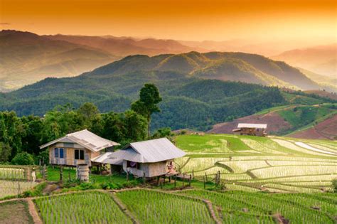 2000 Philippine Rice Farm Stock Photos Pictures And Royalty Free