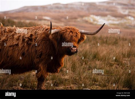 Highland Cattle Bò Ghàidhealach Heilan Coo Scottish Cattle Breed