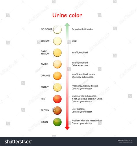 Free Vector Illustration Of Urine Color Chart Vrogue Co