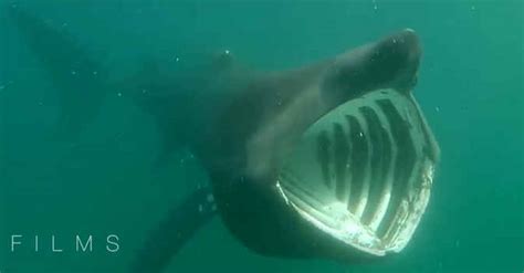 Tiburón peregrino (cetorhinus maximus) el peregrino es un tiburón impresionante, de gran tamaño, hocico puntiagudo, boca enorme y hendiduras branquiales que casi rodean la cabeza. Tiburones - Vista al Mar _ Peñíscola