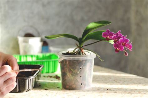 Best Potting Soil For Orchids The Indoor Gardens
