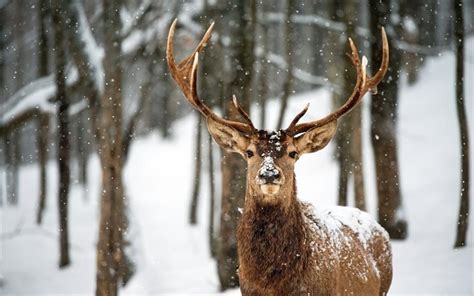 Download Wallpapers Winter Forest Deer Big Horn Snow For Desktop