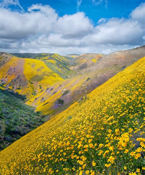 Temblor is another word for an earthquake or a tremor. Temblor Mountains | Hillside Daises in the Temblor ...