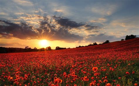 My Thinking Creates My Life Poppy Field Pretty Landscapes Sunset