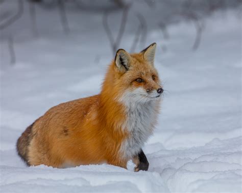 Michael Heege Nature Photography The Beautiful Red Fox