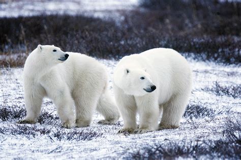 Us Fish And Wildlife Service Cites Cop16 Polar Bears