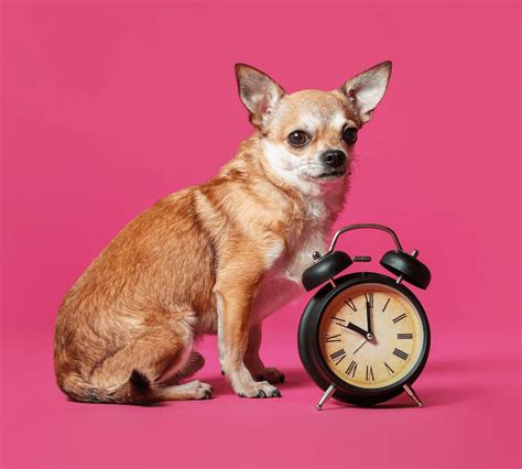 Dog Facts Can My Dog Tell Time Doggyloveandmore Blog