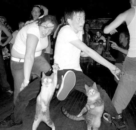 Crazy Zombie Teen Kitten Dance Party In Sweden Or New Form Of Martial Arts With Kung Fu Cats