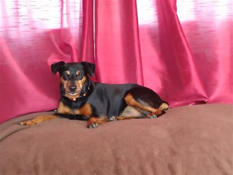 Rufus 3 Year Old Male Miniature Pinscher Cross Available For Adoption