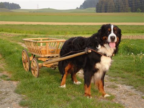 Working Dog Breeds Pictures And Information