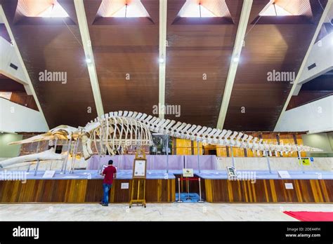Inside The Sabah Museum In Kota Kinabalu Malaysia Stock Photo Alamy