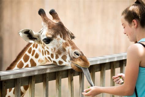 Giraffe Feeding Station Sedgwick County Zoo