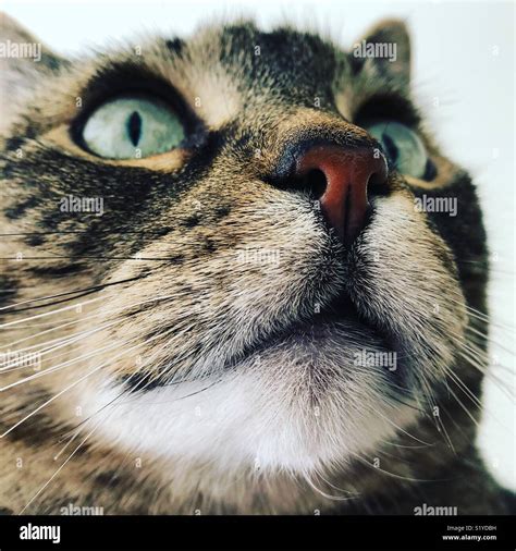 Nosy Tabby Cat Closeup Stock Photo Alamy