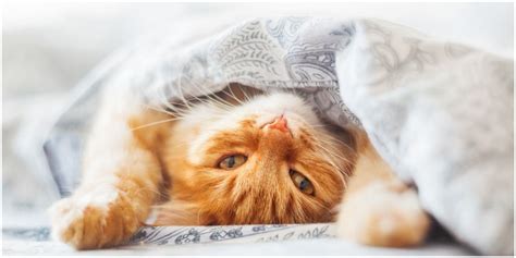 Does Your Cat Sleep With You At Night Here S Why They Should Artofit