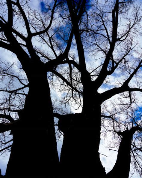 Cottonwood Tree Silhouette Stock Photos Pictures And Royalty Free Images