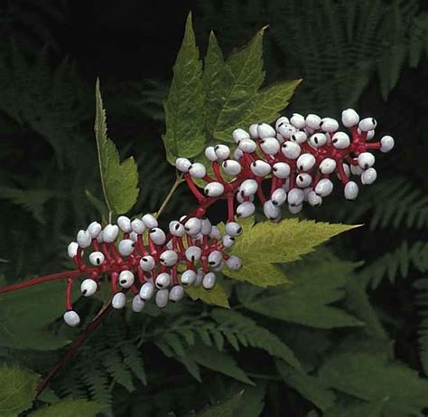 A Native Perennial With Beautiful Berries Perennials Plant