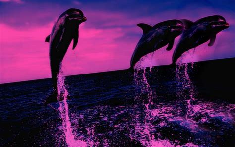 Dolphin Desktop Wallpapers Wallpaper Cave