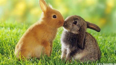 Free Download Rabbit Wallpapers Download Cute Baby Rabbits Hd Wallpaper