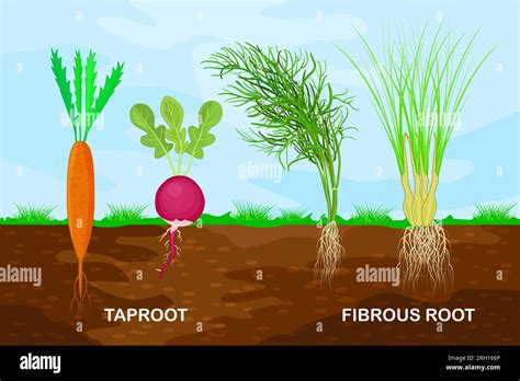 Tap Root Plants List