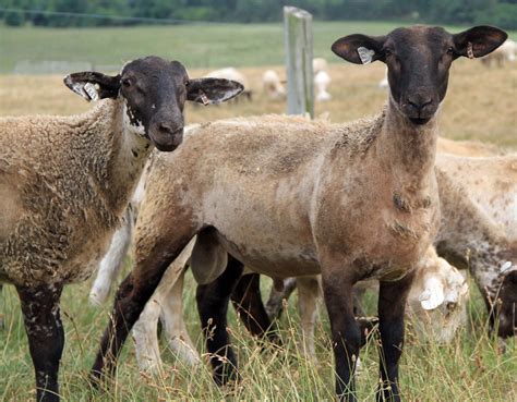 Crossbred Ram Lambs Katahdin X Suffolk X Hampshire 35 Mo Susan S