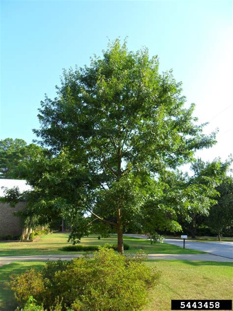 Pin Oak Tree Montgomery