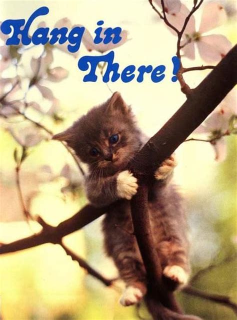 Hang In There Hang In There Cat Hang In There Baby Cat Posters