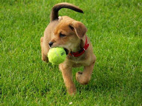 A Useful Checklist For Starting Dog Parents Coops And Cages Coops And