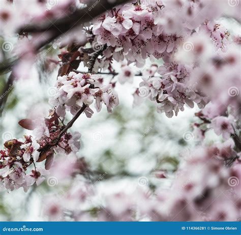 Pink Cherry Blossoms With Tiny Water Drops Stock Image Image Of Petal