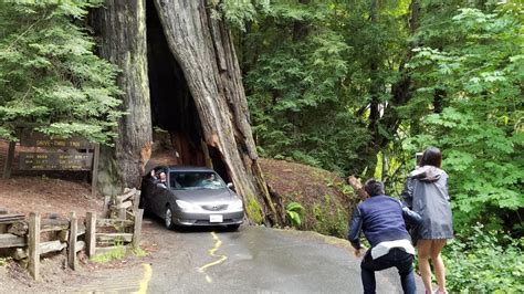 Avenue Of The Giants Things To Do Summer Travel Redwood Forest